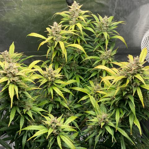 Northern Lights Auto growlog timeline photo