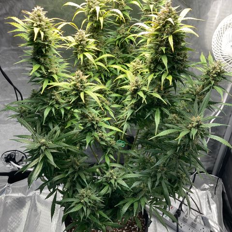 Northern Lights Auto growlog timeline photo