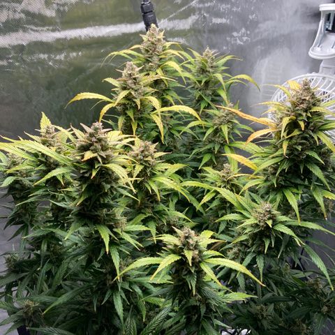 Northern Lights Auto growlog timeline photo