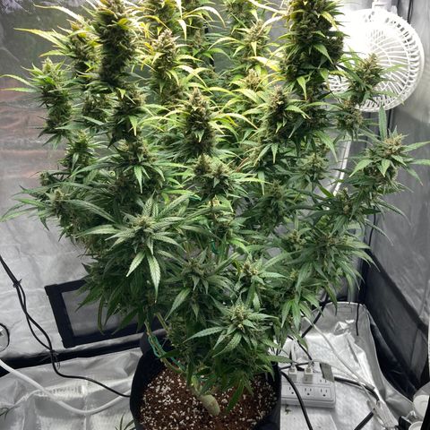 Northern Lights Auto growlog photo: Before and after defoliation
