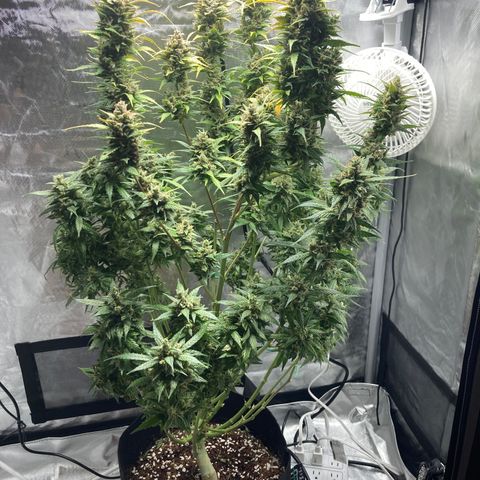 Northern Lights Auto growlog timeline photo