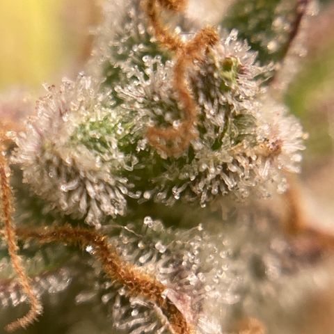Northern Lights Auto growlog photo: This beast is ready to harvest
