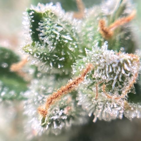 Northern Lights Auto growlog photo: This beast is ready to harvest