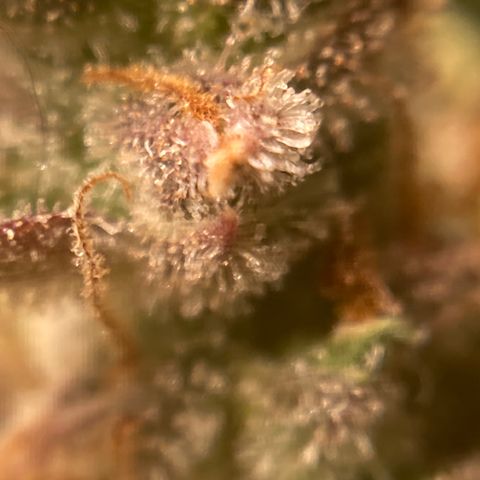 Northern Lights Auto growlog photo: This beast is ready to harvest