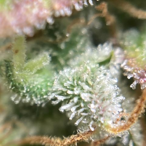 Northern Lights Auto growlog photo: This beast is ready to harvest