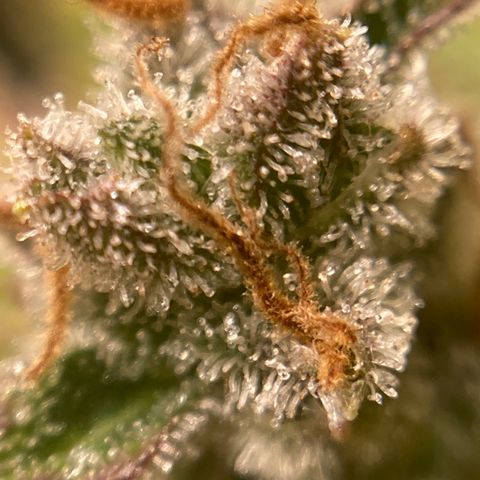 Northern Lights Auto growlog photo: This beast is ready to harvest