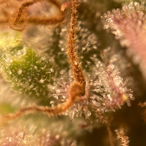 Northern Lights Auto growlog photo: This beast is ready to harvest