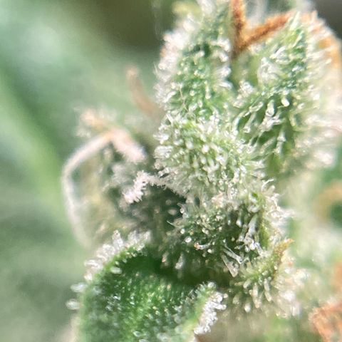 Northern Lights Auto growlog photo: This beast is ready to harvest