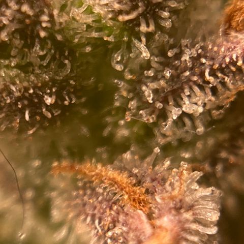 Northern Lights Auto growlog photo: This beast is ready to harvest