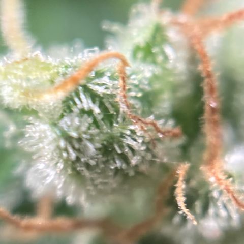 Northern Lights Auto growlog photo: This beast is ready to harvest