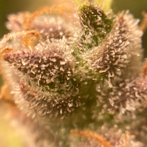Northern Lights Auto growlog photo: This beast is ready to harvest