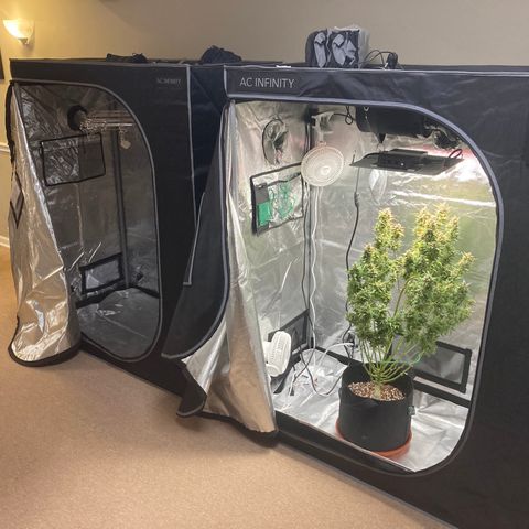 Northern Lights Auto growlog photo: Harvest day!!!