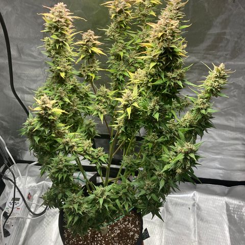 Northern Lights Auto growlog photo: Harvest day!!!