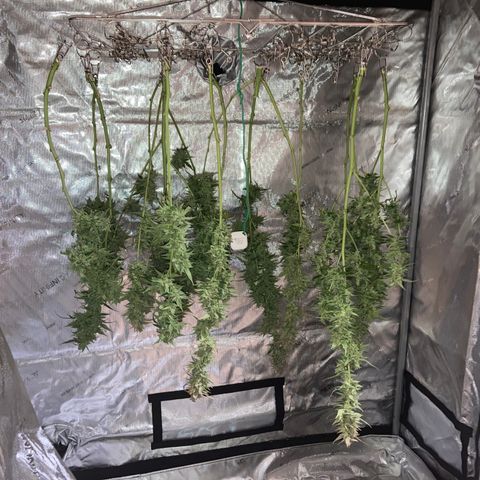 Northern Lights Auto growlog photo: Harvest day!!!