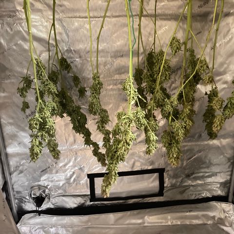 Northern Lights Auto growlog photo: Still drying