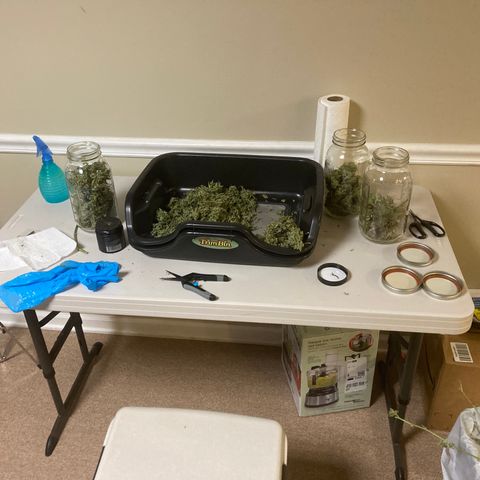 Northern Lights Auto growlog timeline photo