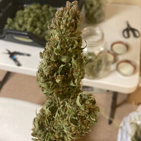 Northern Lights Auto growlog timeline photo
