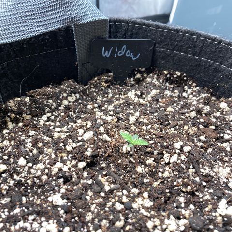 White Widow growlog timeline photo
