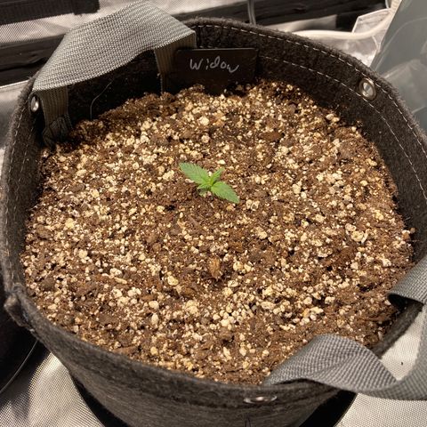 White Widow growlog timeline photo