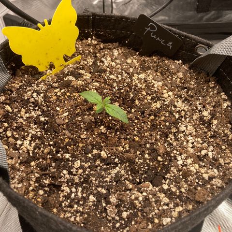 Purple Punch growlog timeline photo