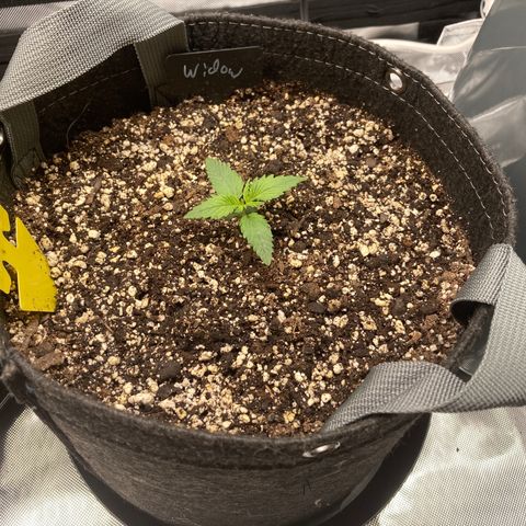 White Widow growlog timeline photo