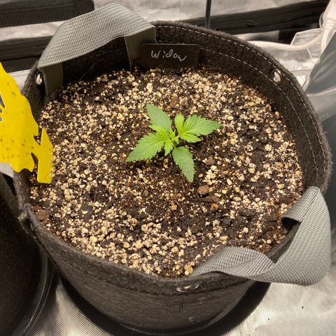 White Widow growlog timeline photo