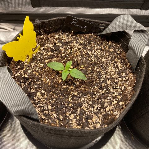 Purple Punch growlog timeline photo