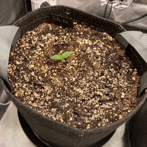 Purple Haze growlog timeline photo
