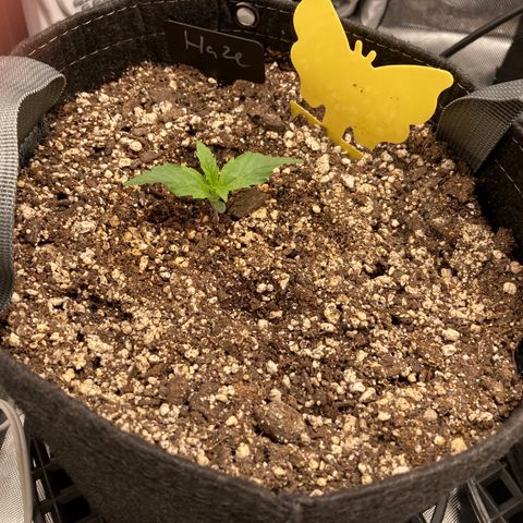 Purple Haze growlog timeline photo