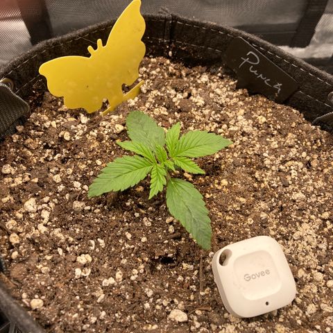 Purple Punch growlog timeline photo