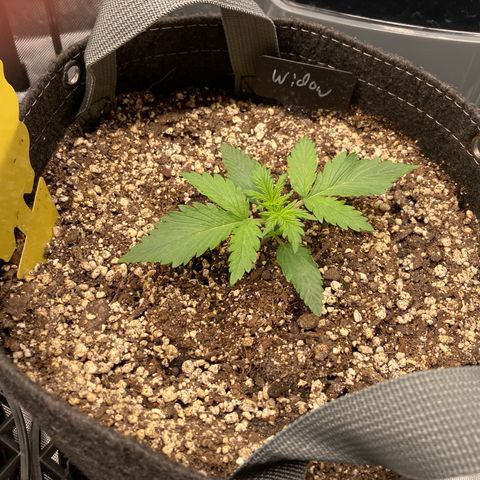 White Widow growlog timeline photo