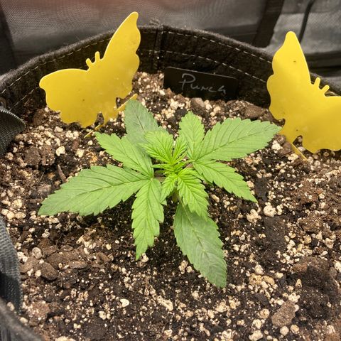 Purple Punch growlog timeline photo