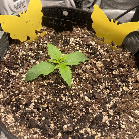 Purple Haze growlog timeline photo