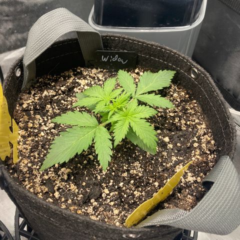White Widow growlog timeline photo