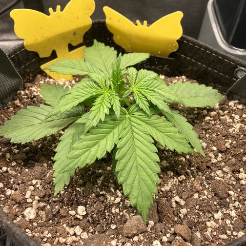 Purple Punch growlog timeline photo