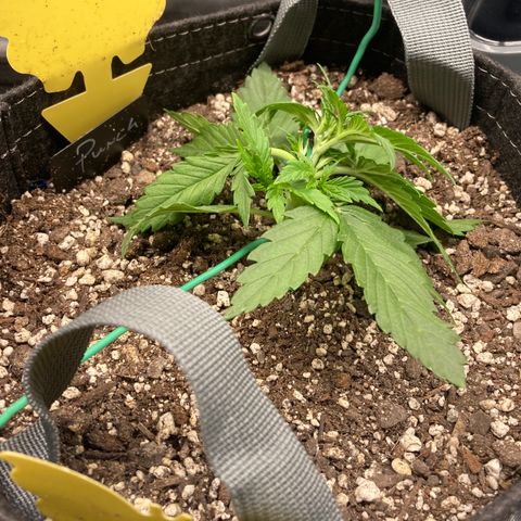 Purple Punch growlog timeline photo