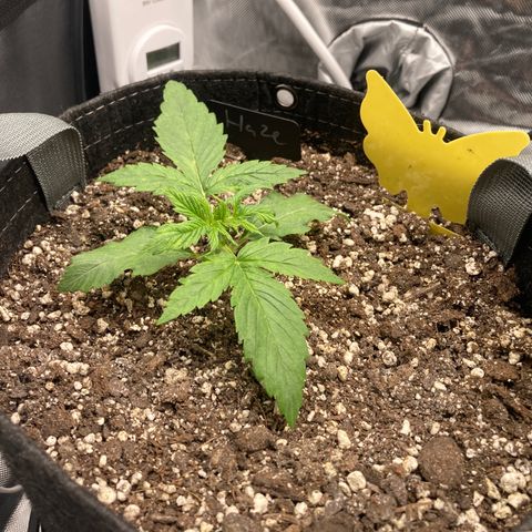Purple Haze growlog timeline photo