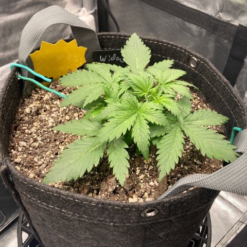 White Widow growlog timeline photo