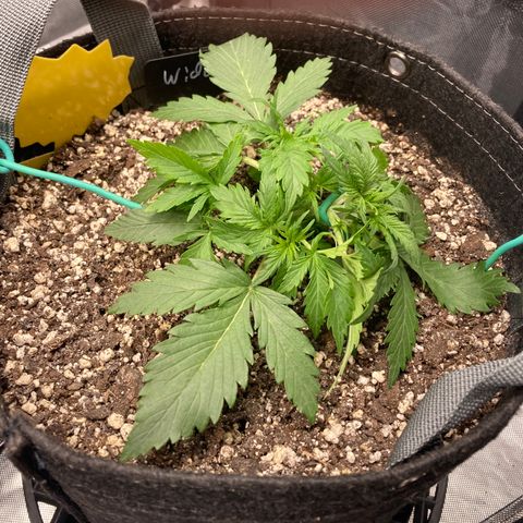 White Widow growlog photo: Post LST