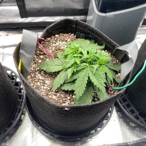 Purple Punch growlog timeline photo