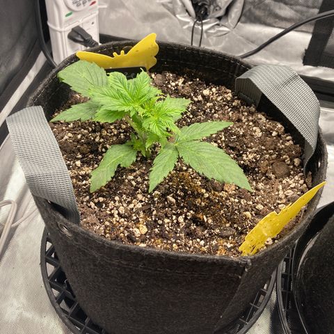 Purple Haze growlog timeline photo