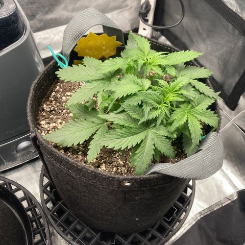 White Widow growlog timeline photo