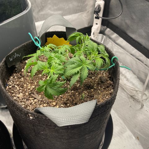 White Widow growlog timeline photo