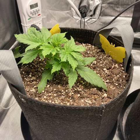 Purple Haze growlog timeline photo