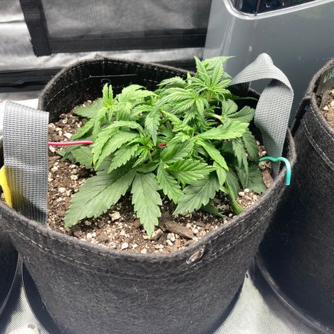 Purple Punch growlog timeline photo