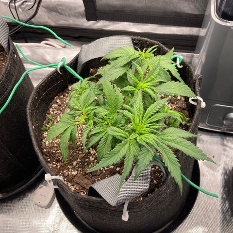 Purple Punch growlog timeline photo
