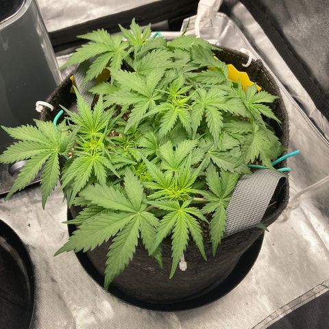 White Widow growlog timeline photo
