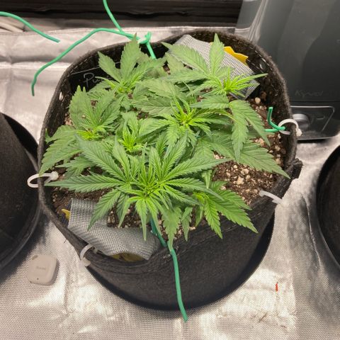 Purple Punch growlog timeline photo