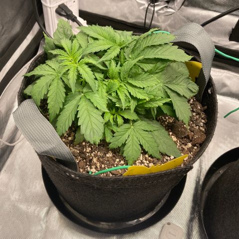 Purple Haze growlog timeline photo