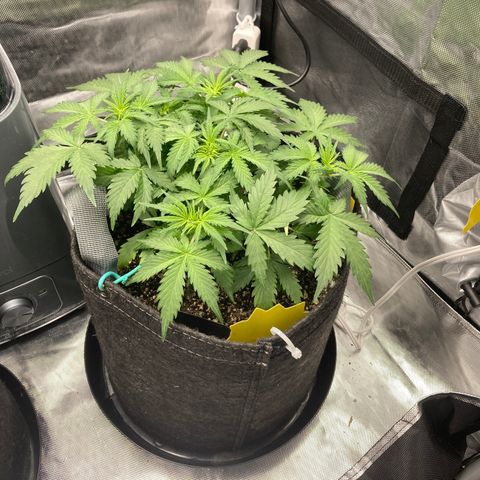 White Widow growlog timeline photo